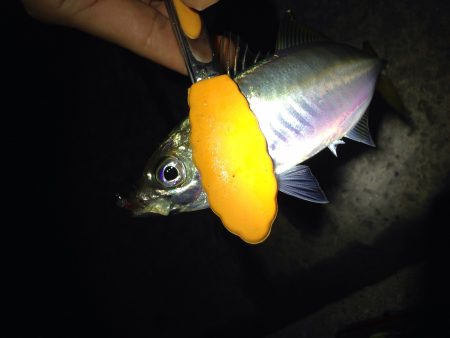 雨上がりのアジング