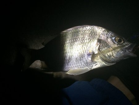 マイポイントでチニング