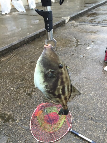 本命は釣れず…