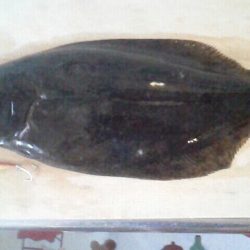 なんと、ヒラメが！