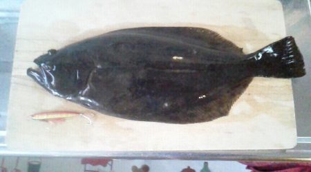 なんと、ヒラメが！