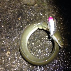 リバーシーバス狙いでウナギ