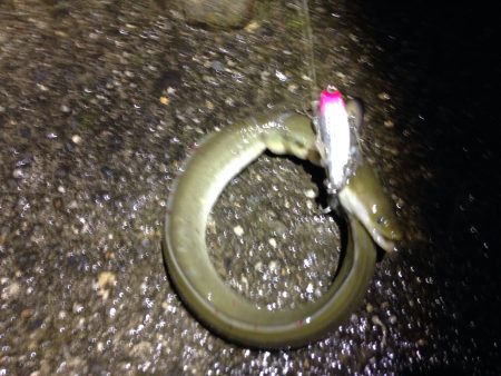 リバーシーバス狙いでウナギ