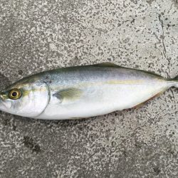 タチウオの予定が‥