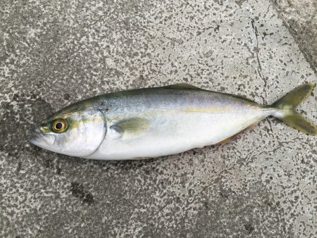 タチウオの予定が‥