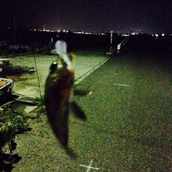 久々にメバリング