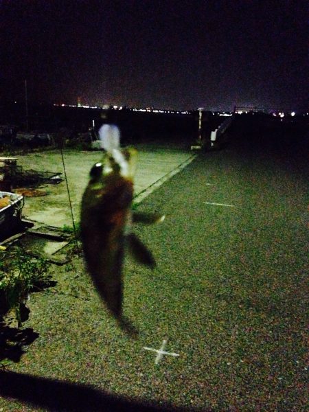 久々にメバリング