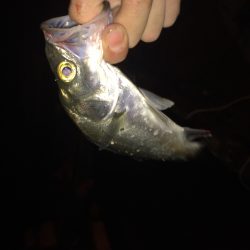 舞鶴湾内ランガン