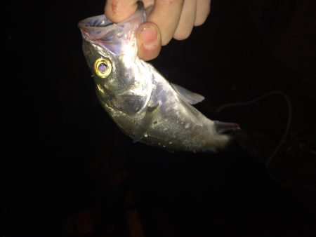 舞鶴湾内ランガン