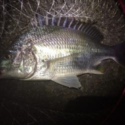 渋かったけど粘って2枚ゲット(チニング)