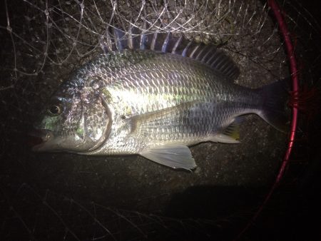 渋かったけど粘って2枚ゲット(チニング)