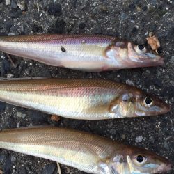 キス⁈開幕か⁈