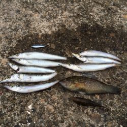 カマスがいい感じ