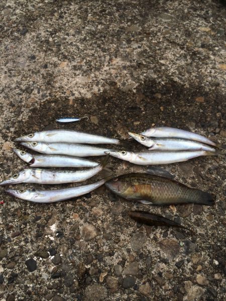 カマスがいい感じ