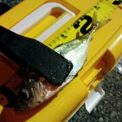 久しぶりのアジ