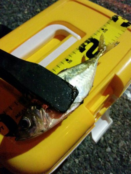 久しぶりのアジ