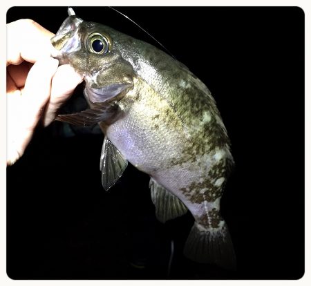 開幕…なのか？笑