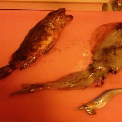 季節外れの新子