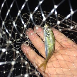 ライトゲーム！