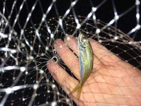 ライトゲーム！