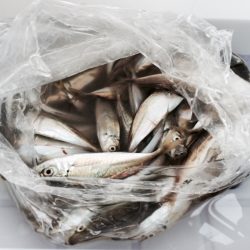 ファミリーフィッシング