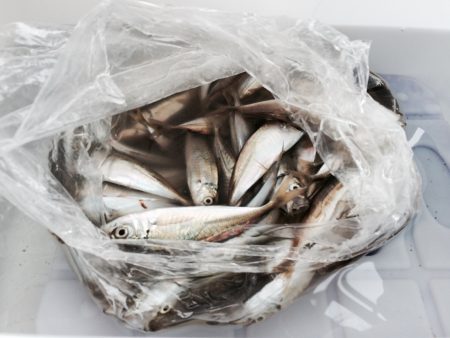 ファミリーフィッシング