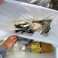 小浜港のサビキ釣り