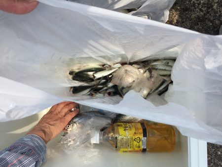 小浜港のサビキ釣り