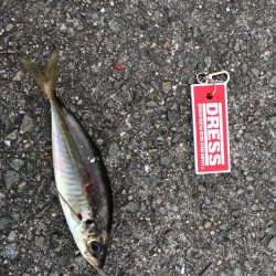 タコ狙いでの釣行でしたが、