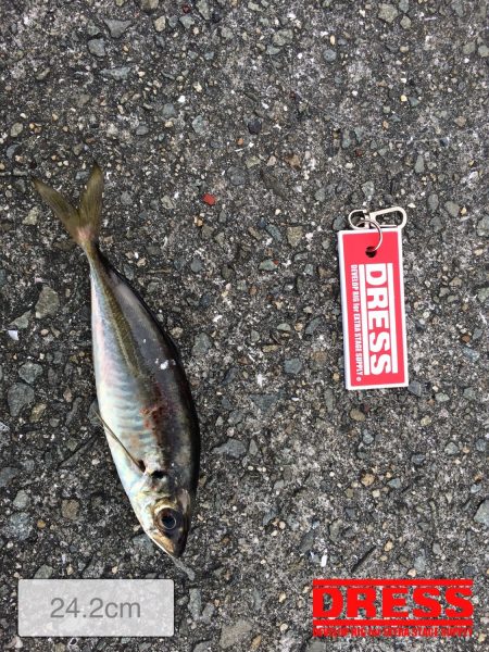 タコ狙いでの釣行でしたが、