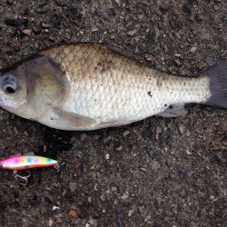 リバーシーバス