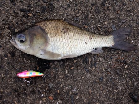 リバーシーバス