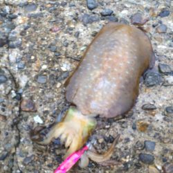 初、親烏賊？？