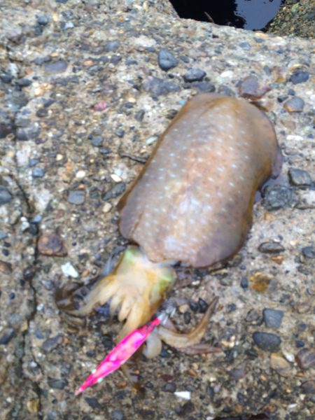 初、親烏賊？？