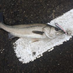 ショアプラッキングにて