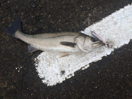 ショアプラッキングにて