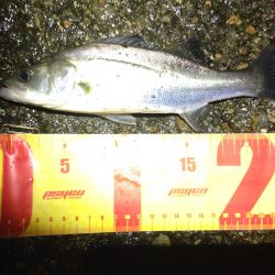 早起きした日は。