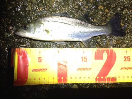 早起きした日は。