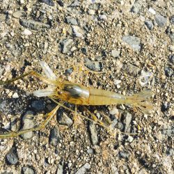 快適なテナガエビ〜♪