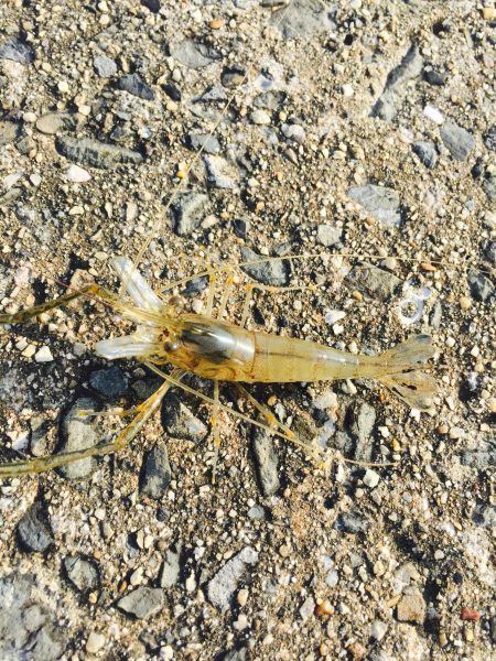 快適なテナガエビ〜♪