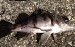 ナイトゲームで