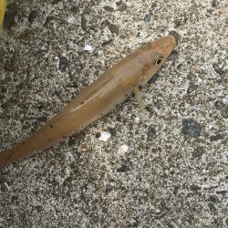 嫁の産後解禁釣行