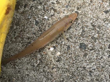 嫁の産後解禁釣行