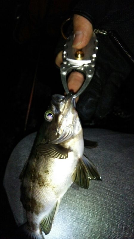 爆風梅雨メバル！