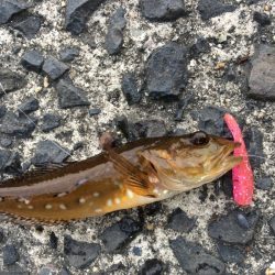 ハゼリング！？