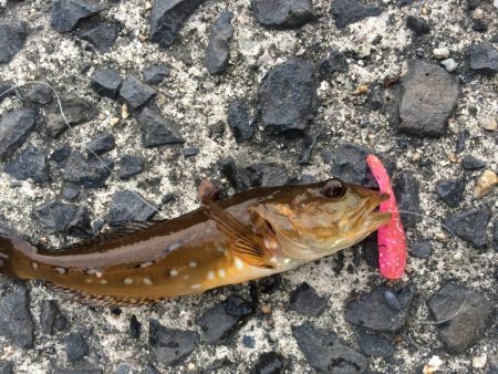 ハゼリング！？