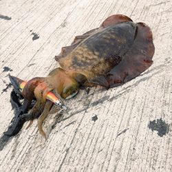 雨後エギングは・・・