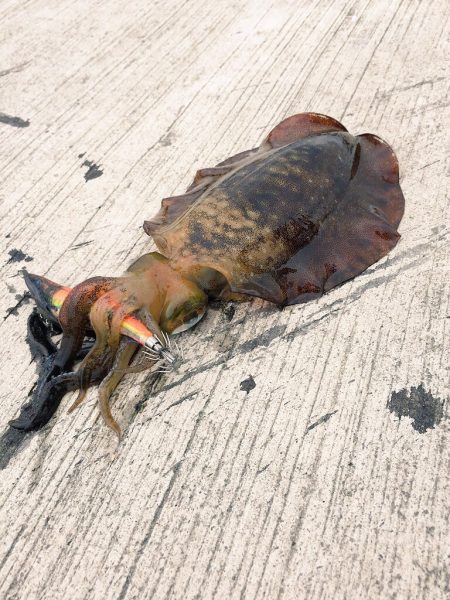 雨後エギングは・・・