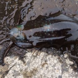 またまた新子サイズ( ;∀;)