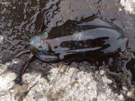 またまた新子サイズ( ;∀;)